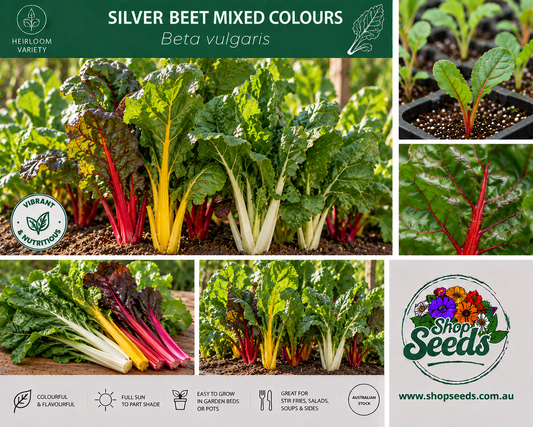 Silver Beet Mixed Colours - Beta vulgaris - SHOP SEEDS