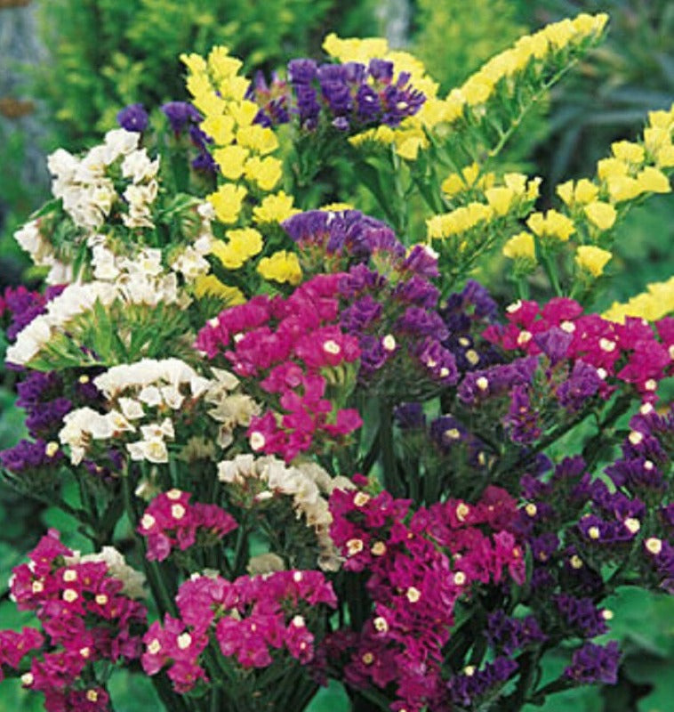 Statice Mixed Colour Flower Seeds