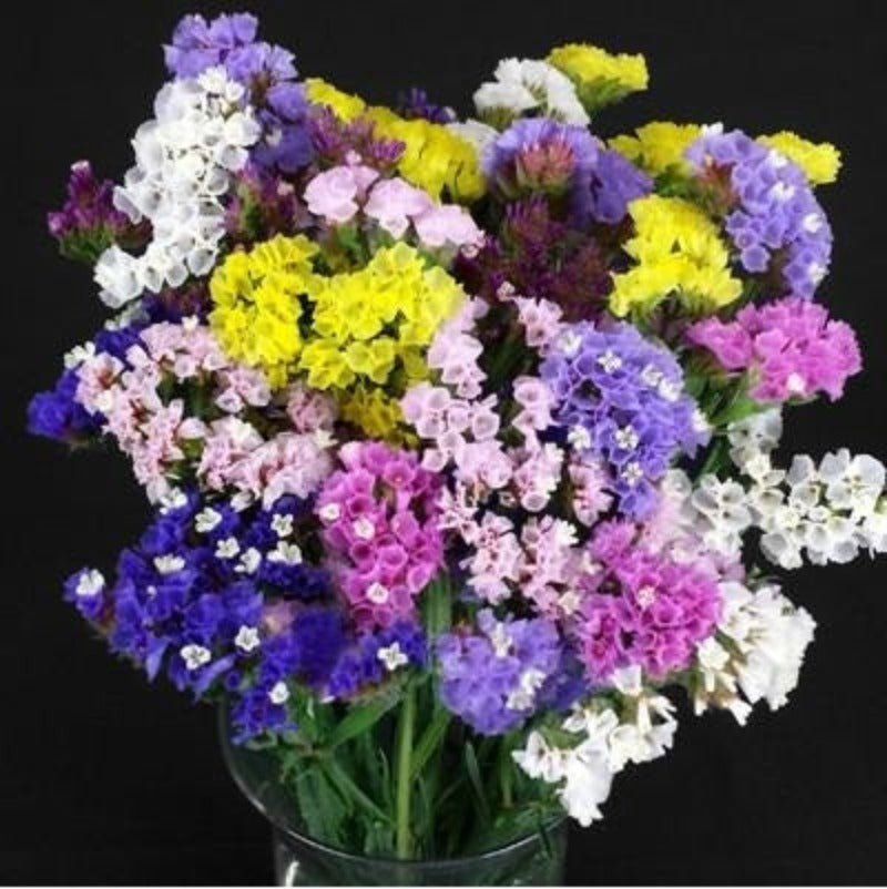 Statice Mixed Colour Flower Seeds