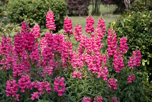 Snapdragon Cheerio Mixed Seeds – Antirrhinum majus - SHOP SEEDS