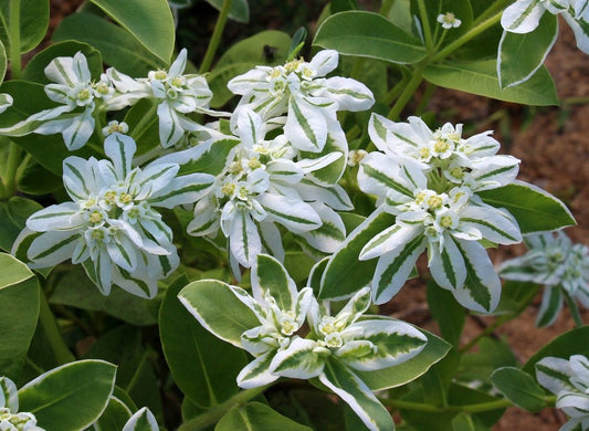 Snow on the Mountain Seeds – Euphorbia marginata - SHOP SEEDS