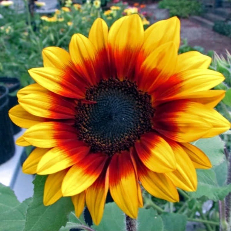 Solar Flash Sunflower Seeds – Helianthus annuus - SHOP SEEDS