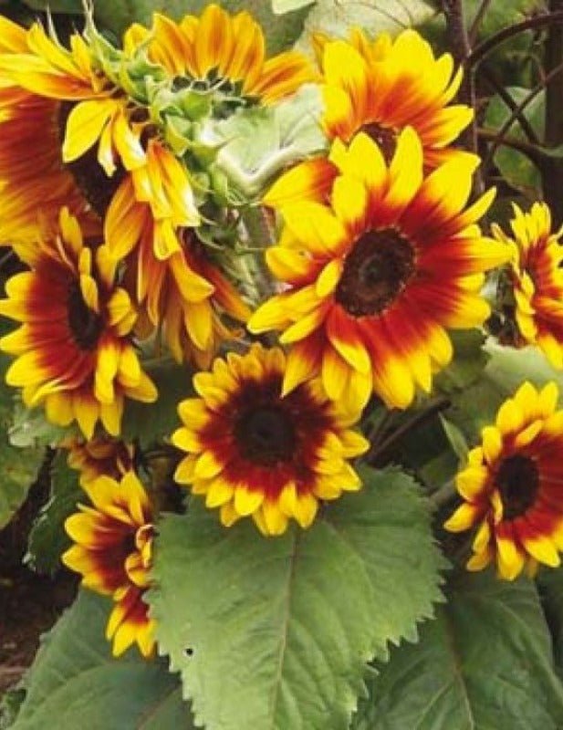 Solar Flash Sunflower Seeds – Helianthus annuus - SHOP SEEDS