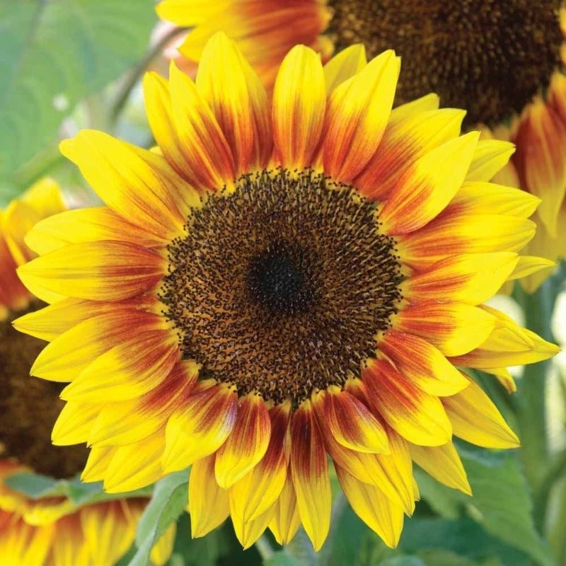 Solar Flash Sunflower Seeds – Helianthus annuus - SHOP SEEDS