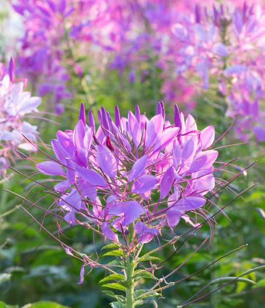 Spider Flower Fountain Mix Seeds – Cleome hassleriana - SHOP SEEDS
