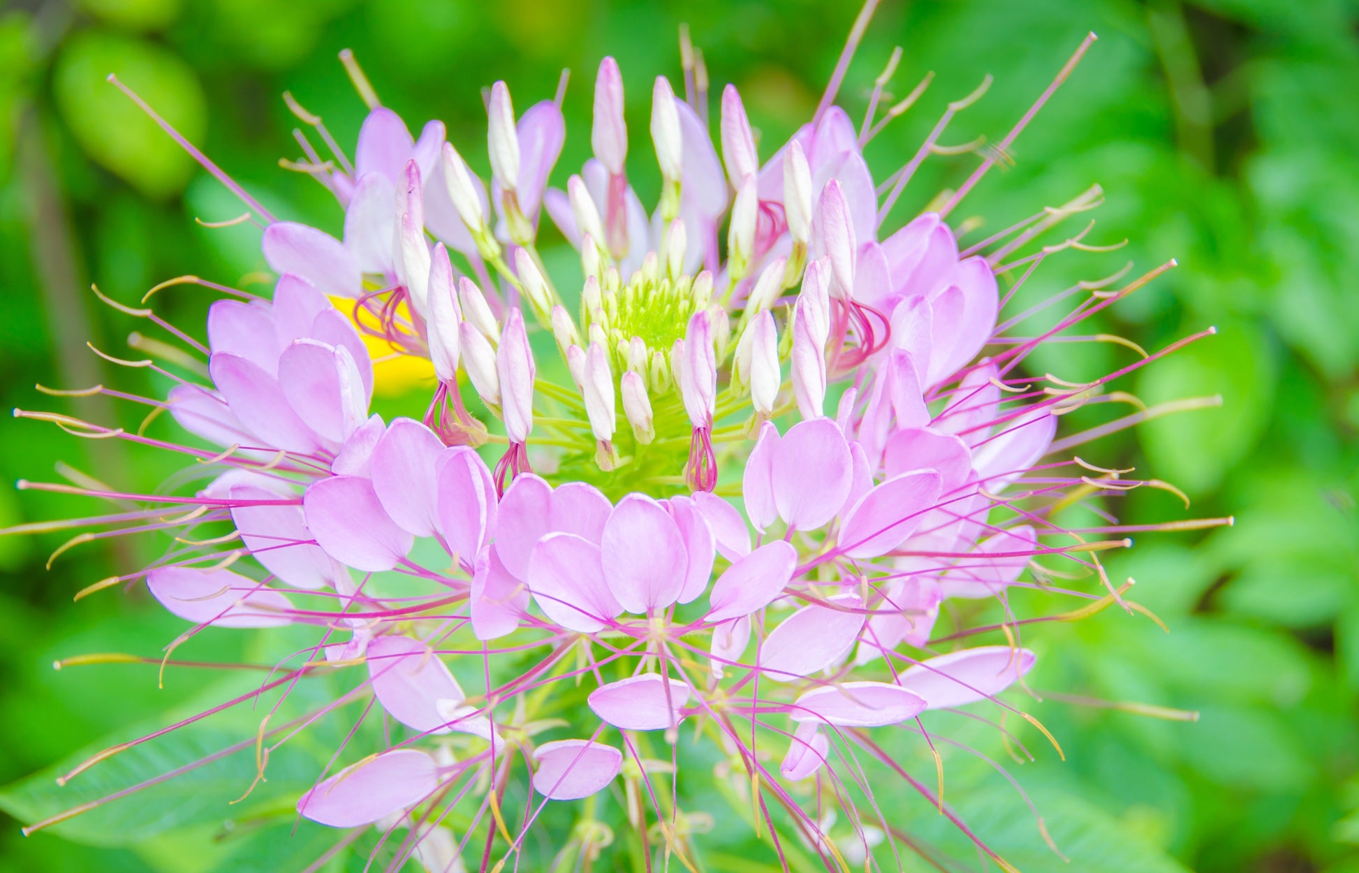 Spider Flower Fountain Mix Seeds – Cleome hassleriana - SHOP SEEDS