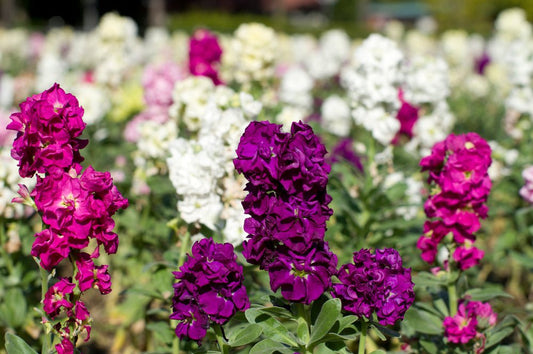 Stock Giant Imperial Mixed Seeds – Matthiola incana - SHOP SEEDS
