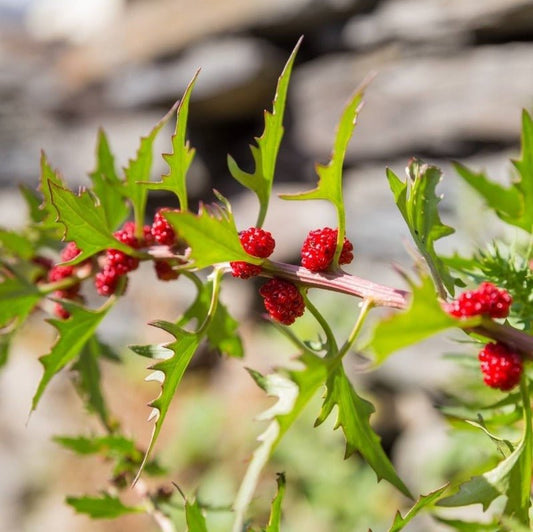 Strawberry Spinach Seeds – Chenopodium foliosum - SHOP SEEDS