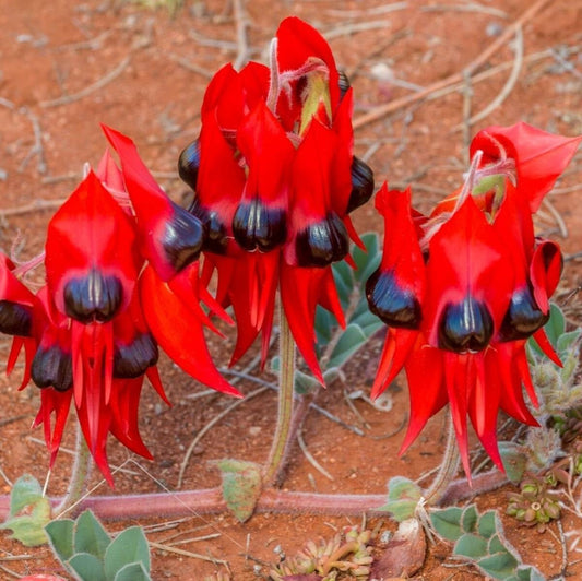 Sturt’s Desert Pea Flower Seeds – Swainsona formosa - SHOP SEEDS