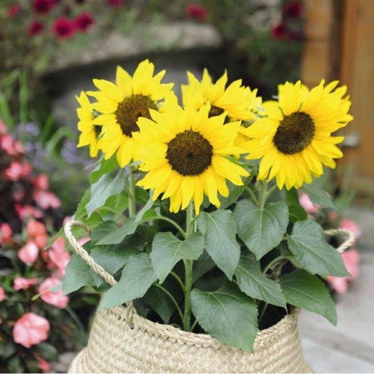 Sunflower Dwarf Sunsation Seeds – Helianthus annuus - SHOP SEEDS