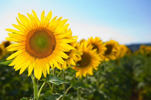 Sunflower Sun King Seeds – Helianthus annuus - SHOP SEEDS