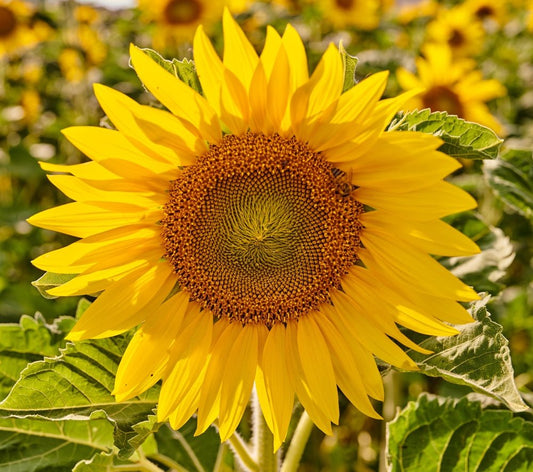Sunflower Sunbird Seeds – Helianthus annuus - SHOP SEEDS