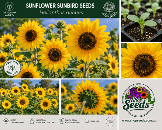 Sunflower Sunbird Seeds – Helianthus annuus - SHOP SEEDS