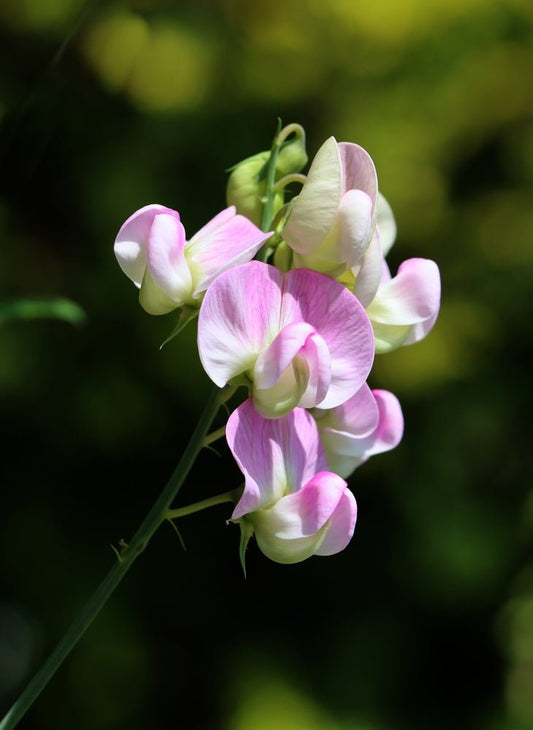 Sweet Pea – Bijou Flower Mixed Seeds – Lathyrus odoratus - SHOP SEEDS