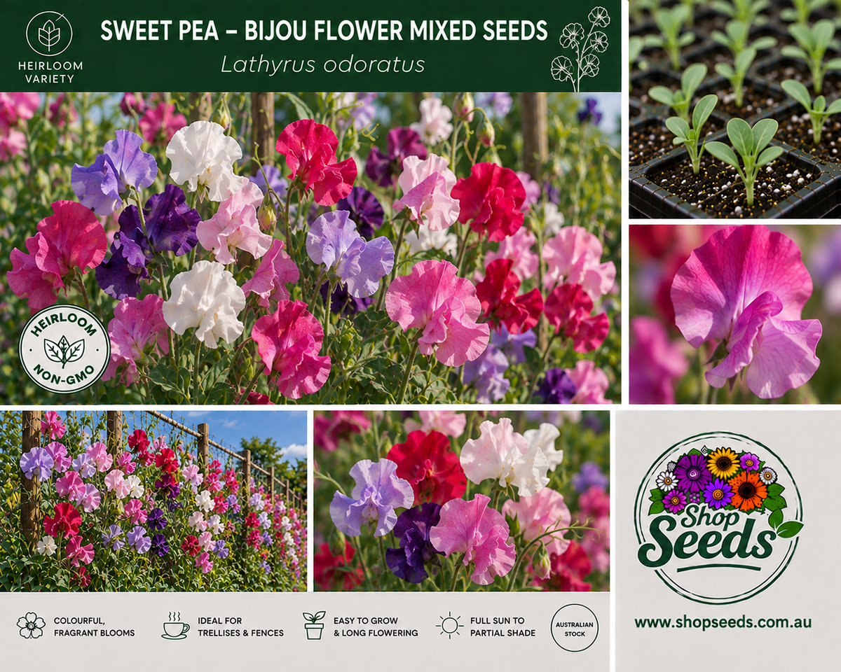 Sweet Pea – Bijou Flower Mixed Seeds – Lathyrus odoratus - SHOP SEEDS