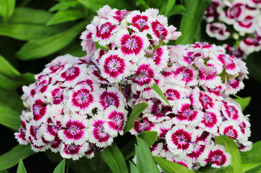 Sweet William Herald of Spring Seeds – Dianthus barbatus - SHOP SEEDS