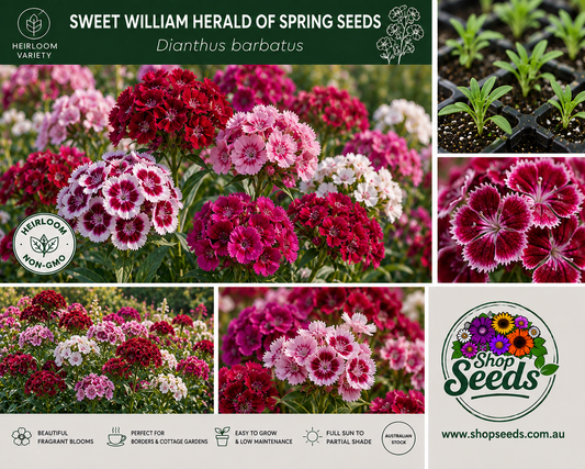 Sweet William Herald of Spring Seeds – Dianthus barbatus - SHOP SEEDS