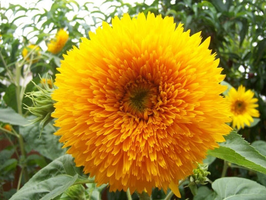 Teddy Bear Sunflower Seeds – Helianthus annuus - SHOP SEEDS