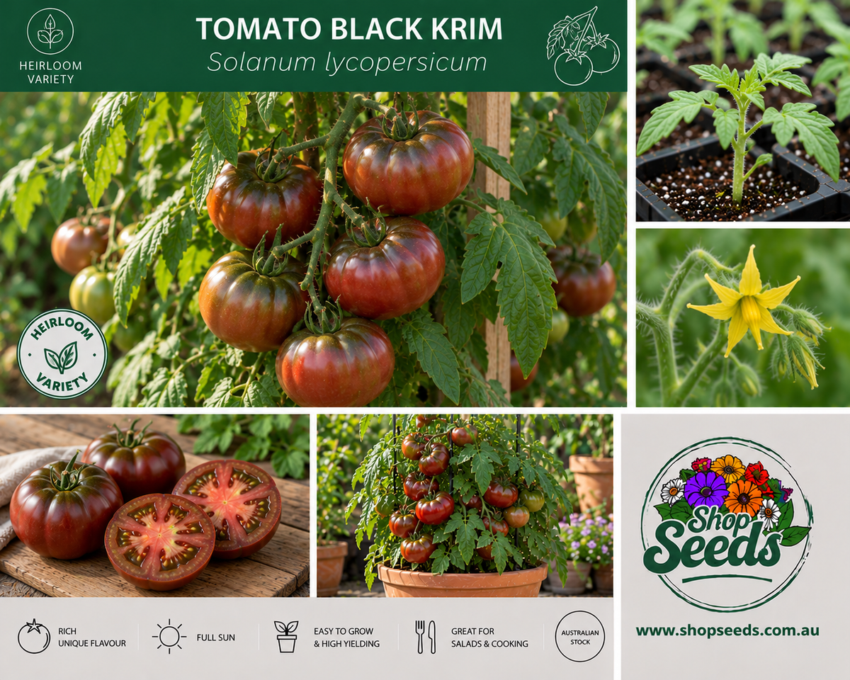 Tomato Black Krim - Solanum lycopersicum - SHOP SEEDS