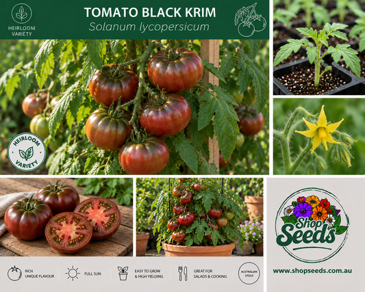 Tomato Black Krim - Solanum lycopersicum - SHOP SEEDS