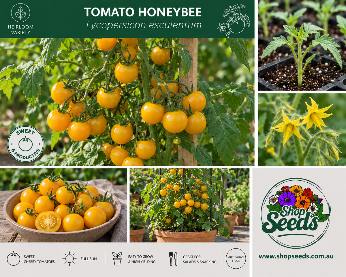 Tomato Honey Bee - Lycopersicon esculentum - SHOP SEEDS