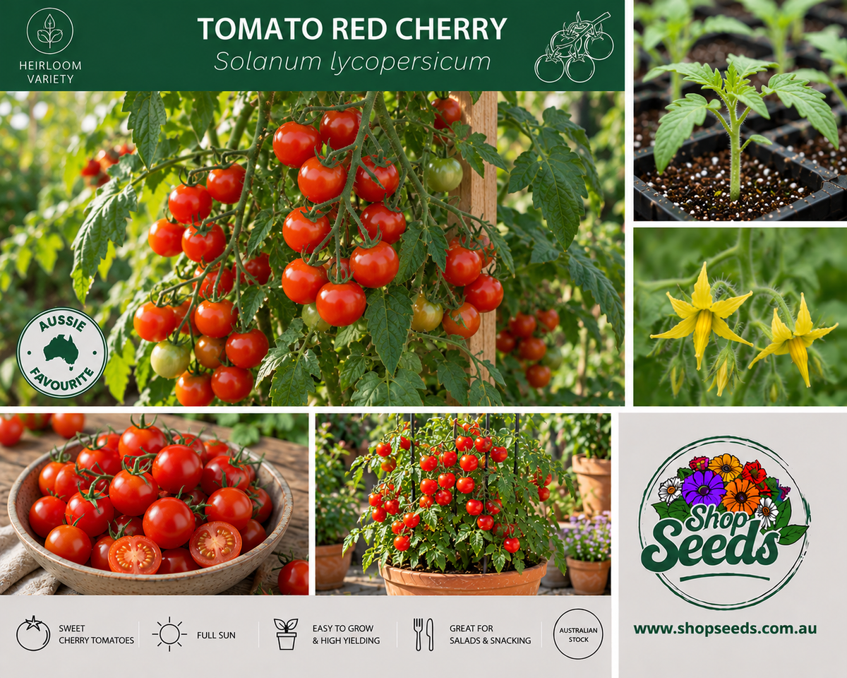 Tomato Red Cherry - Solanum lycopersicum - SHOP SEEDS