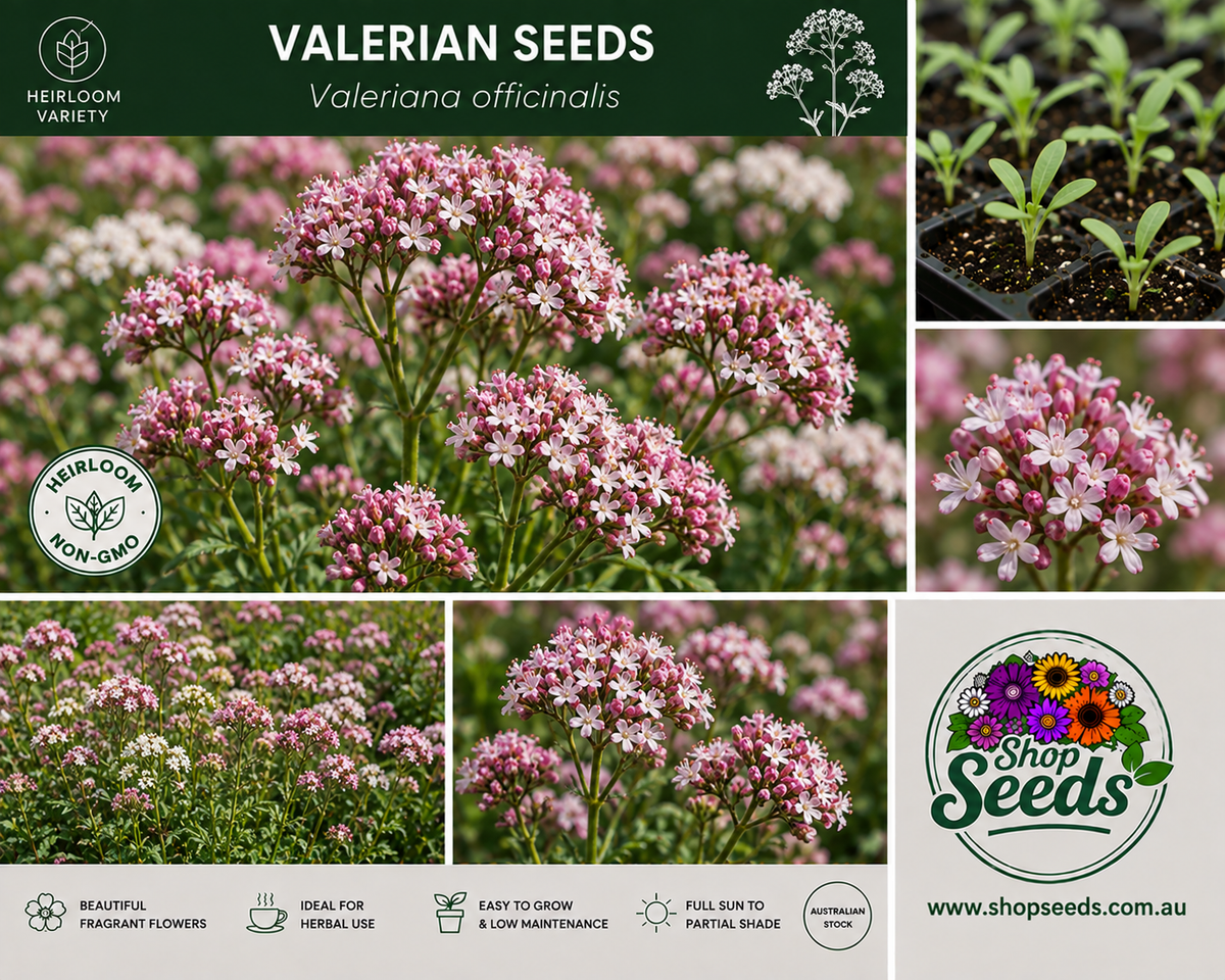Valerian Seeds – Valeriana officinalis - SHOP SEEDS