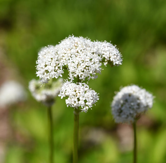Valerian Seeds – Valeriana officinalis - SHOP SEEDS