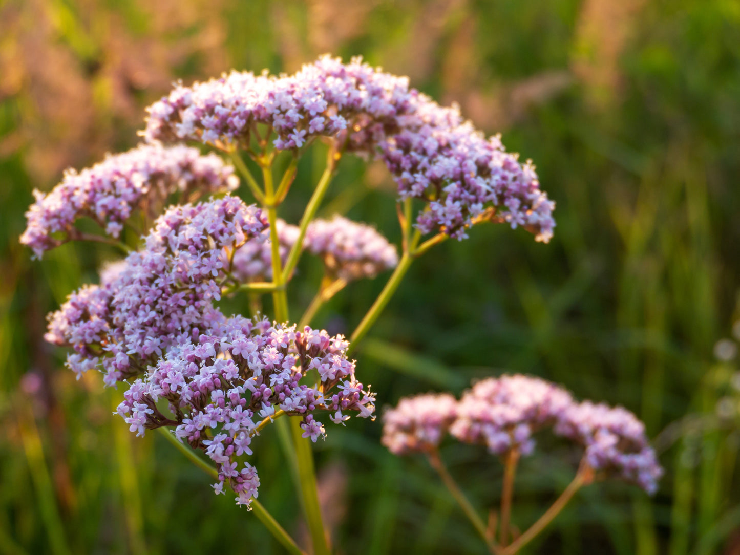 Valerian Seeds – Valeriana officinalis - SHOP SEEDS