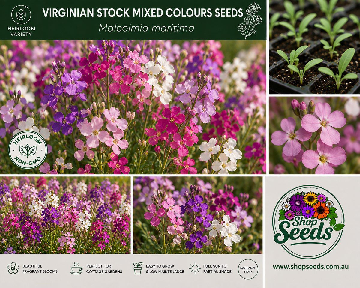 Virginian Stock Mixed Colours Seeds – Malcolmia maritima - SHOP SEEDS