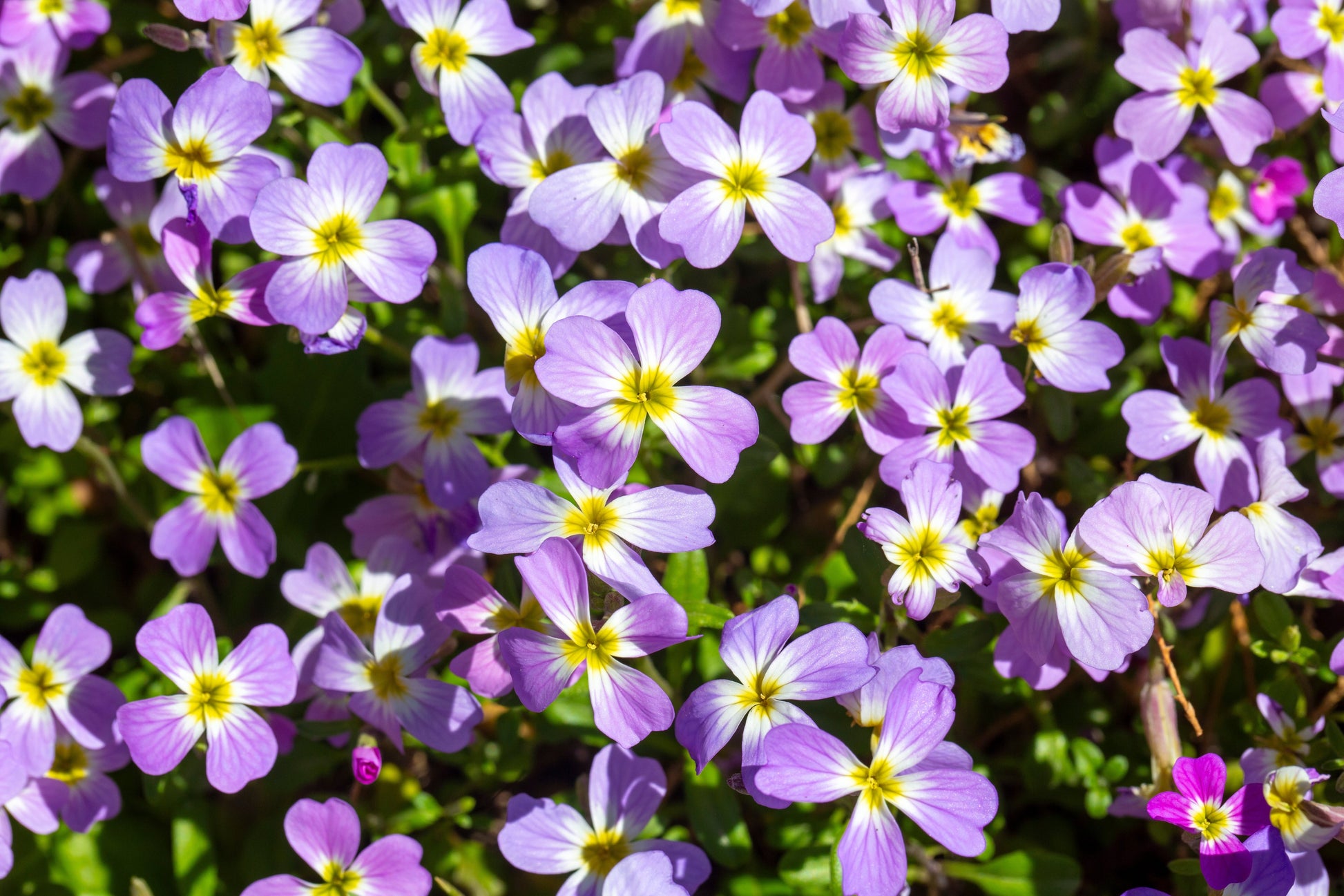 Virginian Stock Mixed Colours Seeds – Malcolmia maritima - SHOP SEEDS