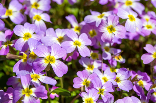 Virginian Stock Mixed Colours Seeds – Malcolmia maritima - SHOP SEEDS