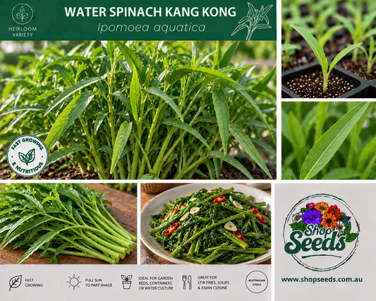 Water Spinach Kang Kong - Ipomoea aquatica - SHOP SEEDS