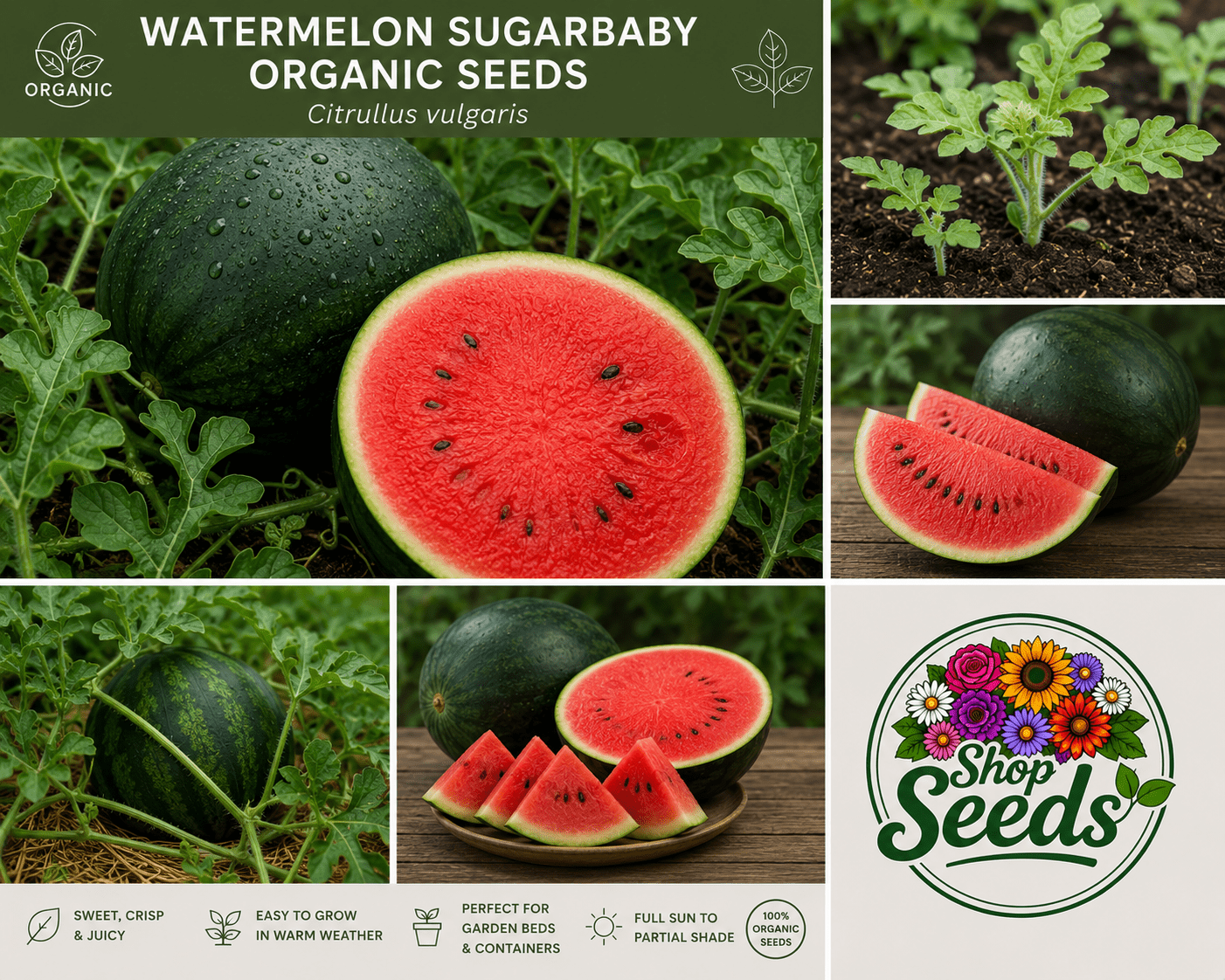 Watermelon Sugarbaby Organic Seeds – Citrullus vulgaris - SHOP SEEDS