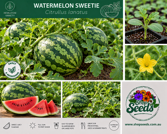 Watermelon Sweetie - Citrullus lanatus - SHOP SEEDS