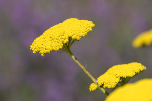 Yarrow Cloth of Gold Seeds – Achillea filipendulina - SHOP SEEDS