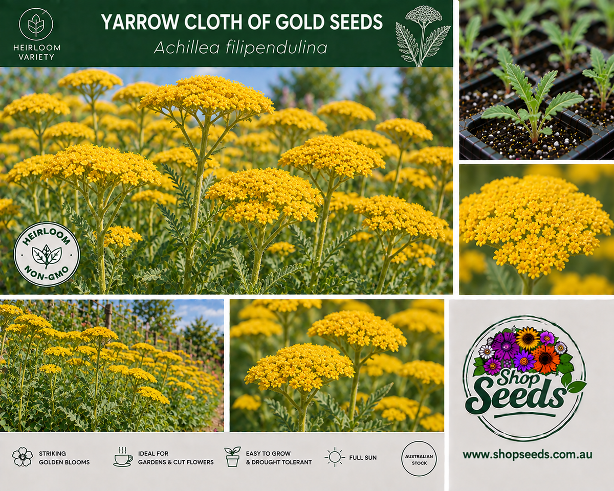 Yarrow Cloth of Gold Seeds – Achillea filipendulina - SHOP SEEDS