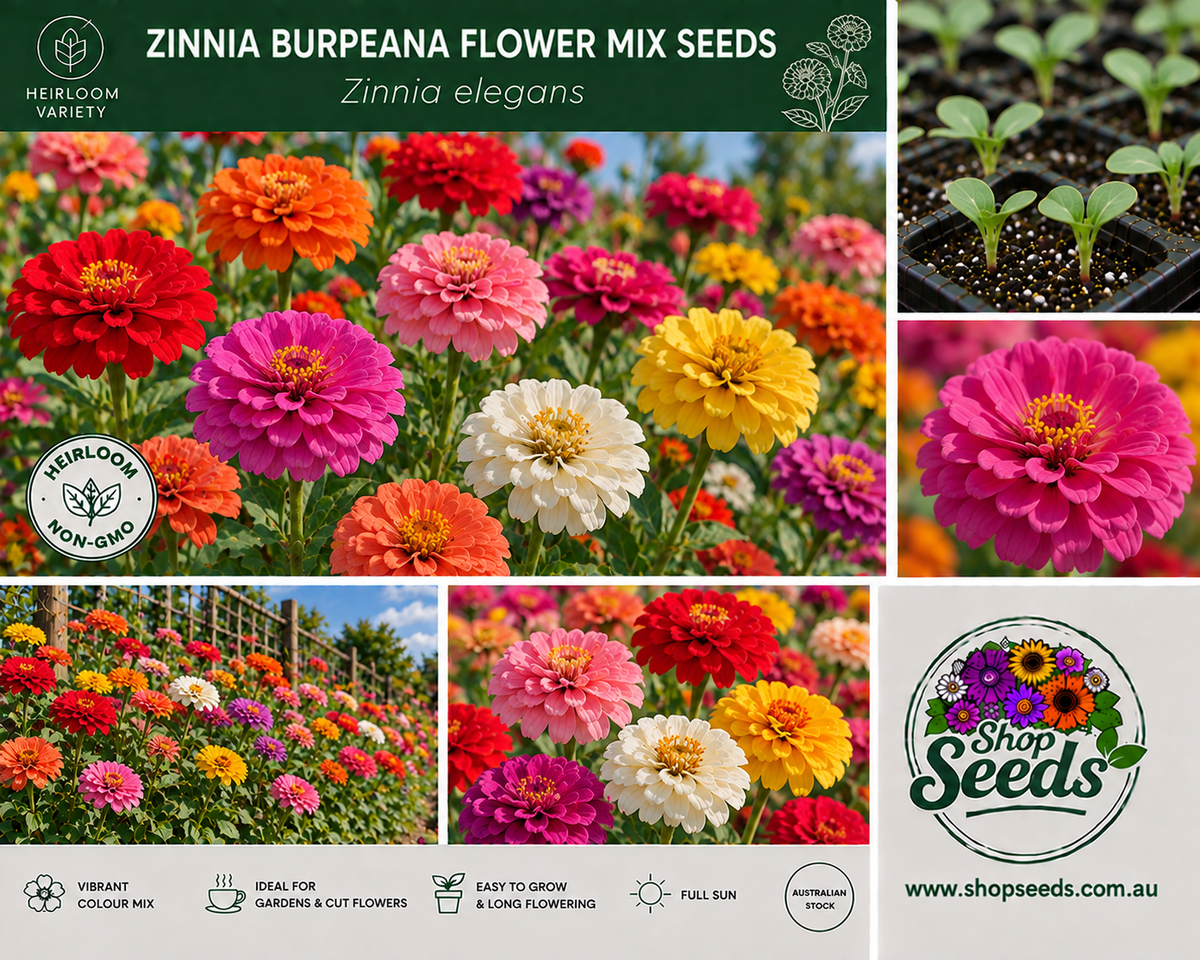 Zinnia Burpeeana Flower Mix Seeds – Zinnia elegans - SHOP SEEDS
