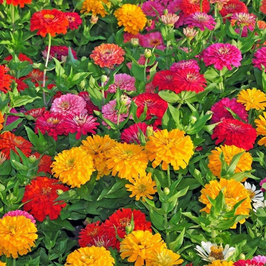 Zinnia Cut Flower Blend Seeds – Zinnia elegans - SHOP SEEDS