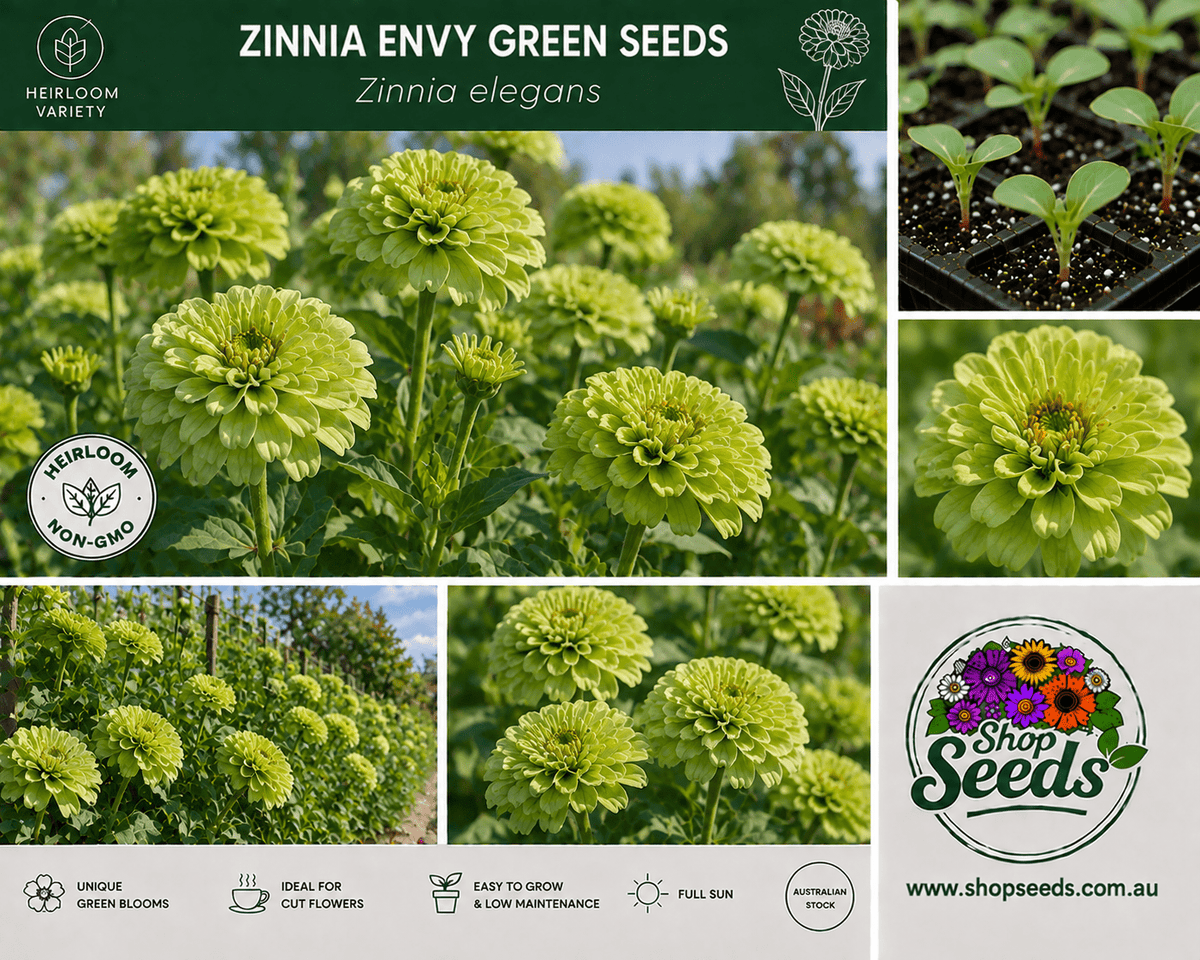 Zinnia Envy Green Seeds – Zinnia elegans - SHOP SEEDS