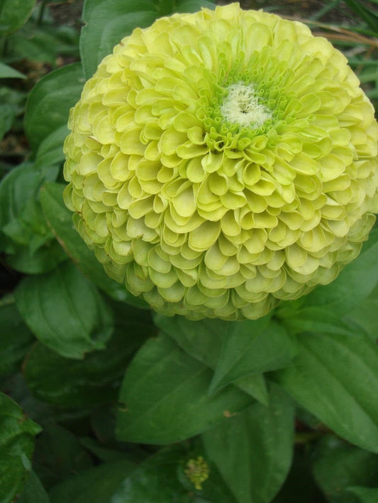 Zinnia Envy Green Seeds – Zinnia elegans - SHOP SEEDS