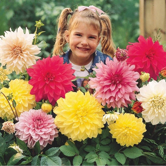 Zinnia Giant Dahlia Flower Seeds – Zinnia elegans - SHOP SEEDS