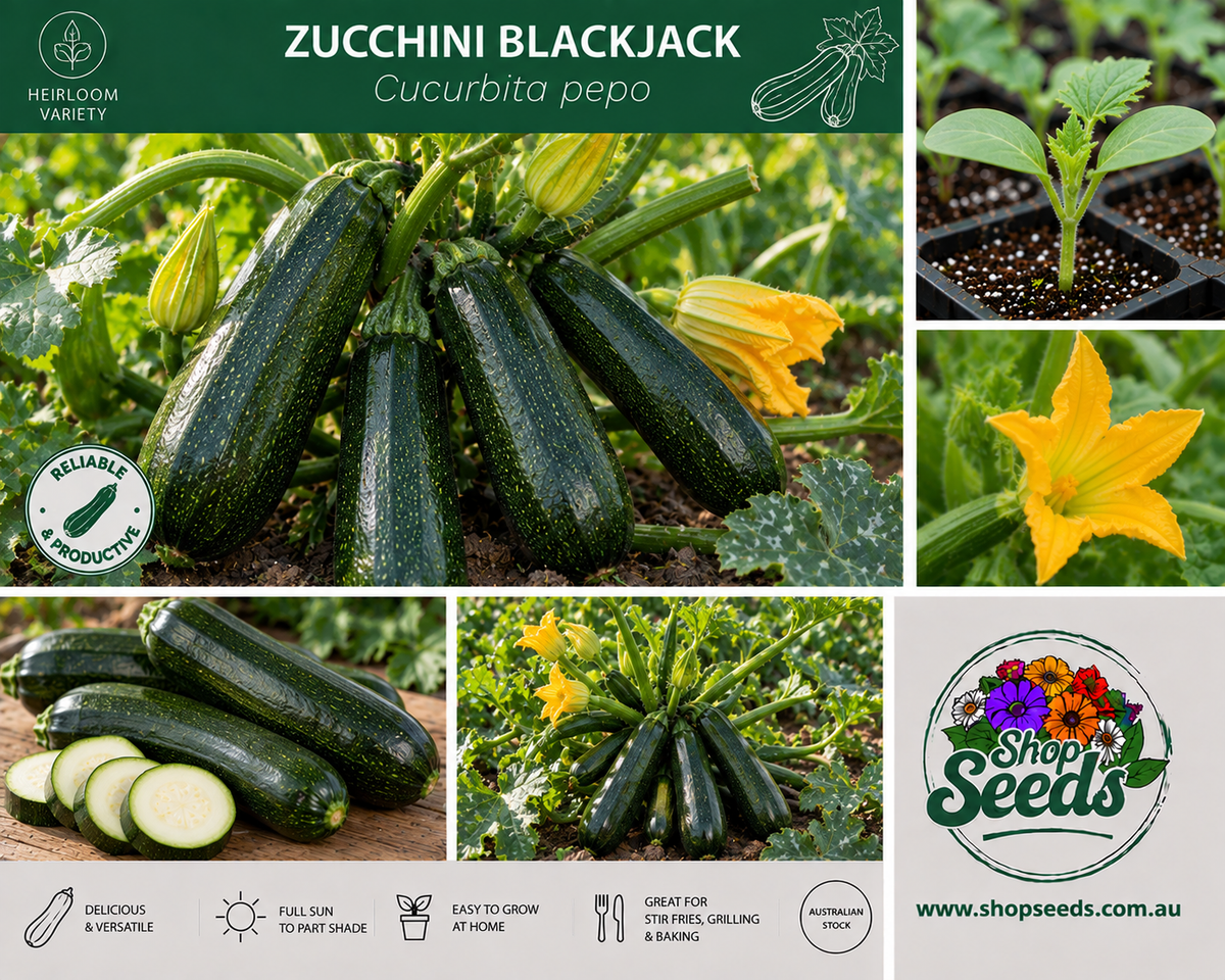 Zucchini Blackjack - Cucurbita pepo - SHOP SEEDS