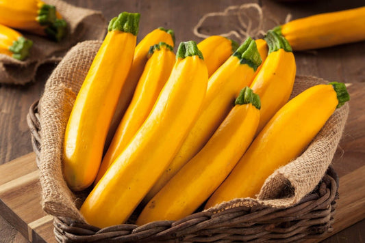 Zucchini Golden Organic Seeds – Cucurbita pepo - SHOP SEEDS