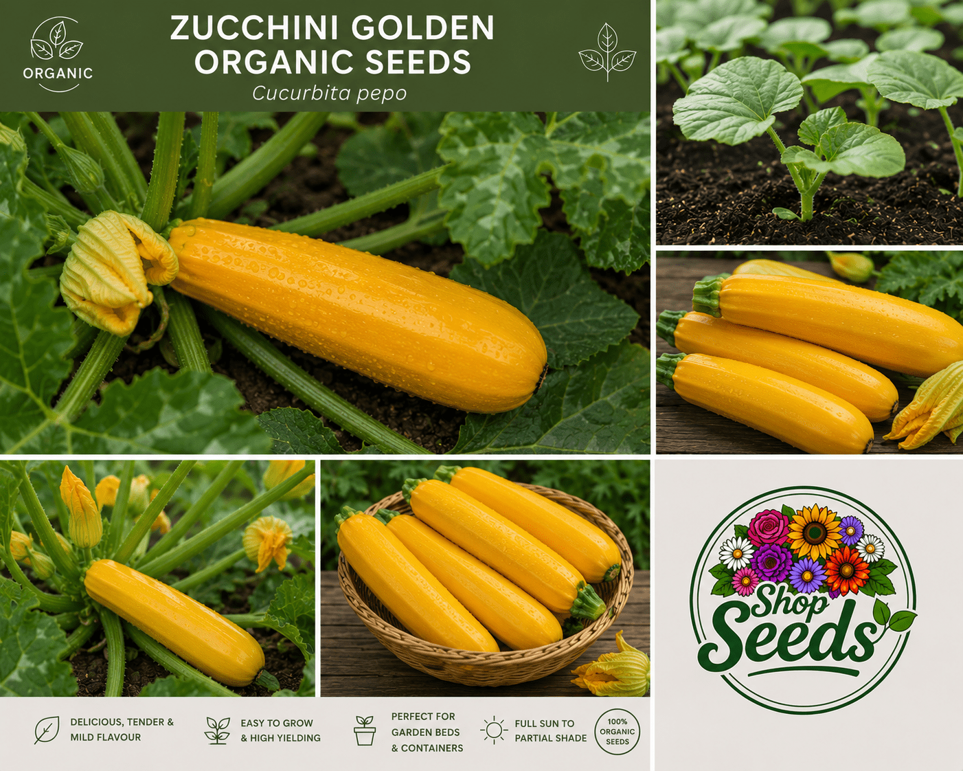Zucchini Golden Organic Seeds – Cucurbita pepo - SHOP SEEDS