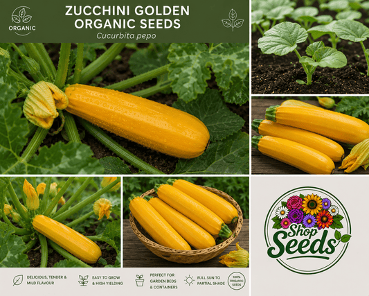 Zucchini Golden Organic Seeds – Cucurbita pepo - SHOP SEEDS