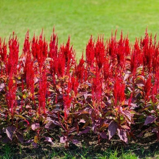 Celosia Forest Fire Seeds – Celosia plumosa - SHOP SEEDS