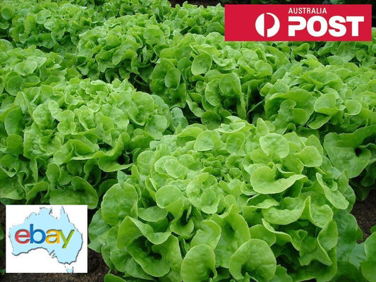 Lettuce Green Oak Seeds – Lactuca sativa - SHOP SEEDS